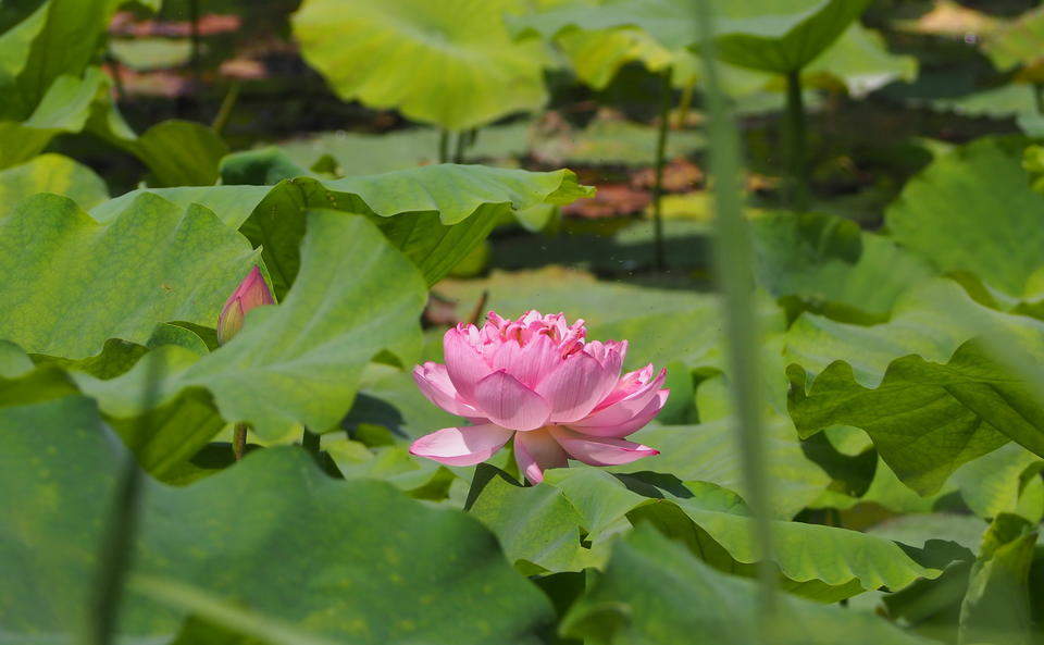 今夏济南第一批荷花，在大明湖畔华丽绽放