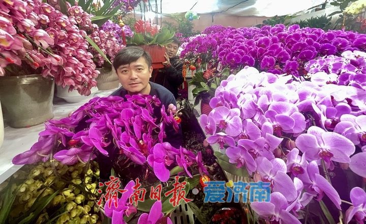 选择多了,价格降了!济南年宵花市场持续升温