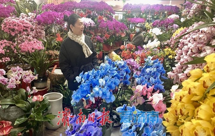 选择多了,价格降了!济南年宵花市场持续升温