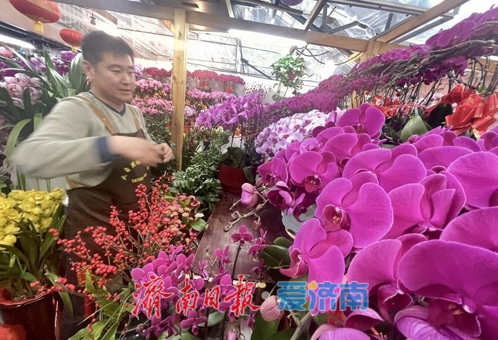 选择多了,价格降了!济南年宵花市场持续升温