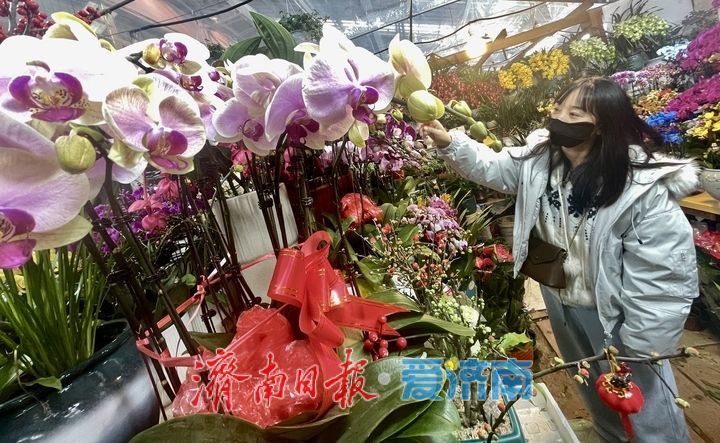 选择多了,价格降了!济南年宵花市场持续升温
