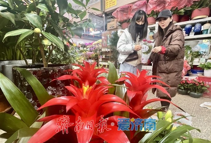 选择多了,价格降了!济南年宵花市场持续升温