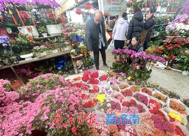 选择多了,价格降了!济南年宵花市场持续升温