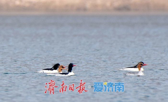 “鸟中大熊猫”中华秋沙鸭现身济南!连续七年“到访”锦绣川水库