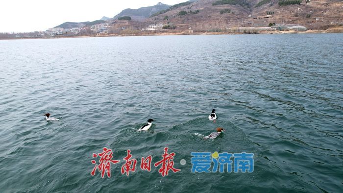 “鸟中大熊猫”中华秋沙鸭现身济南!连续七年“到访”锦绣川水库