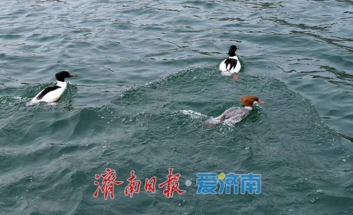 “鸟中大熊猫”中华秋沙鸭现身济南!连续七年“到访”锦绣川水库