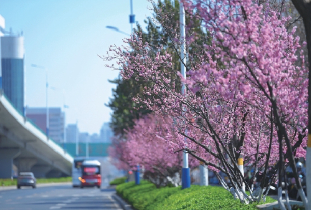 芳菲正好，邂逅泉城花花世界