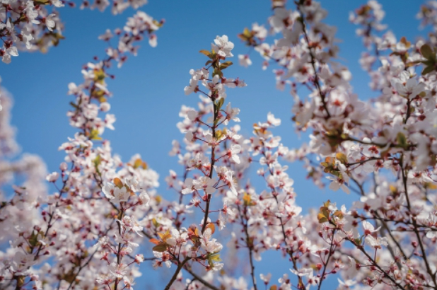 芳菲正好，邂逅泉城花花世界