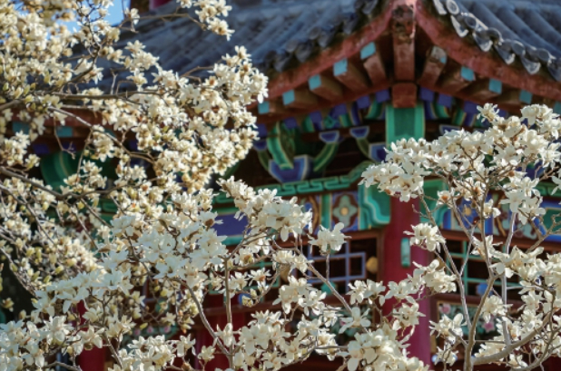 芳菲正好，邂逅泉城花花世界