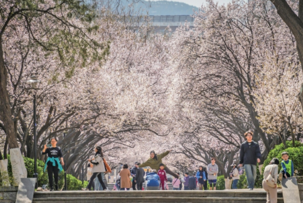 芳菲正好，邂逅泉城花花世界