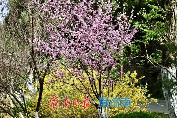 佛慧山梅香漫溪春色满园