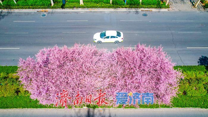一路一景皆成画 济南城市主干道“花带”绵延数公里