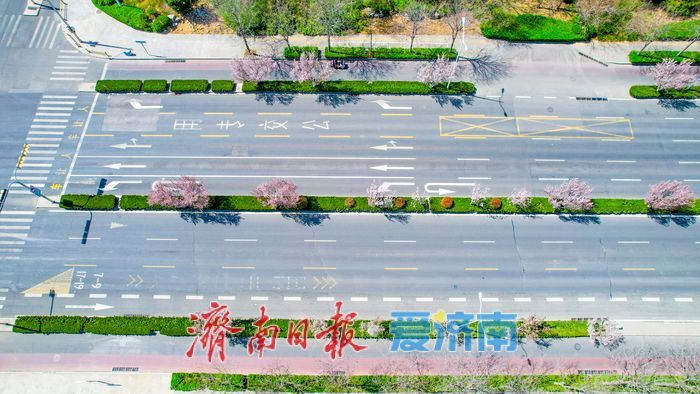 一路一景皆成画 济南城市主干道“花带”绵延数公里