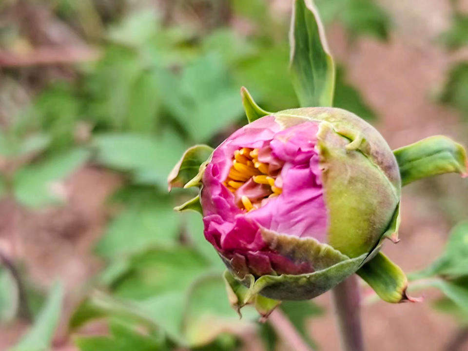 泉城牡丹初绽笑颜，静待春暖花开满园香