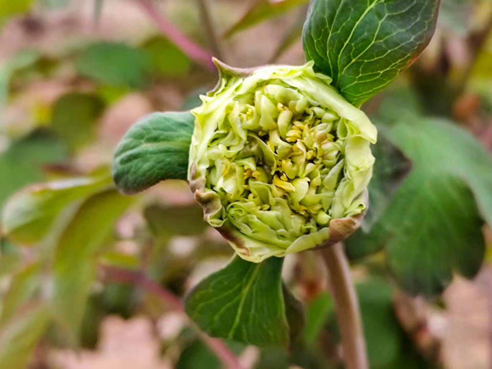 泉城牡丹初绽笑颜，静待春暖花开满园香