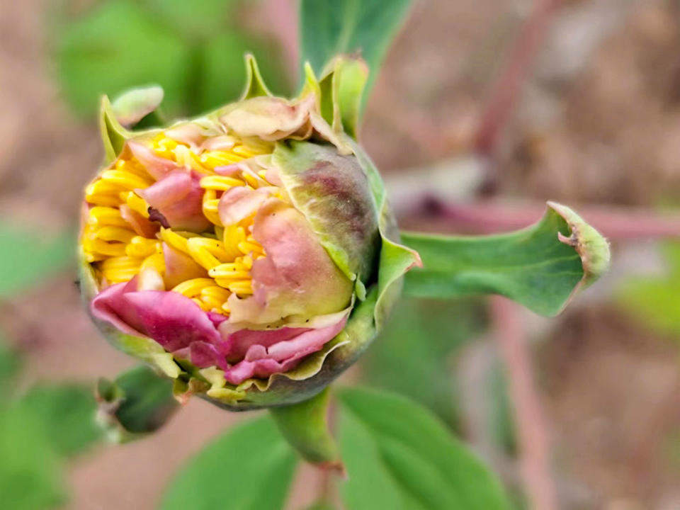 泉城牡丹初绽笑颜，静待春暖花开满园香