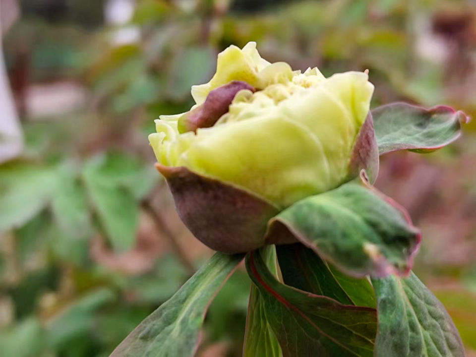 泉城牡丹初绽笑颜，静待春暖花开满园香