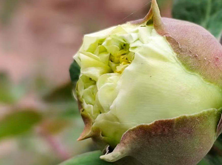 泉城牡丹初绽笑颜，静待春暖花开满园香