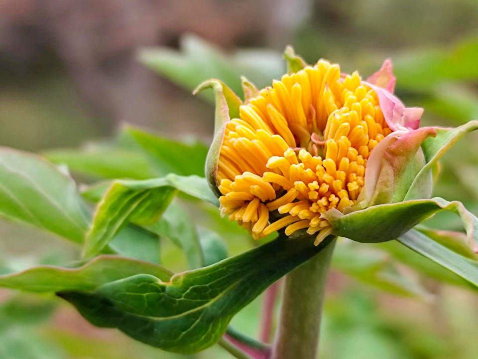泉城牡丹初绽笑颜，静待春暖花开满园香