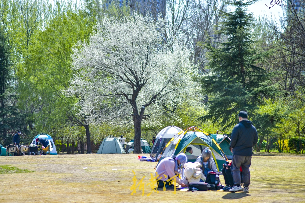 暖阳高照春意满满,济南森林公园成露营好去处