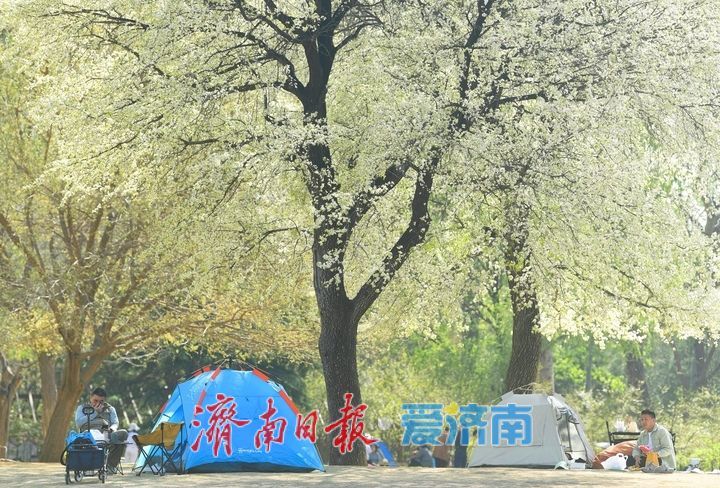 泉城芳菲四月天,漫享春日好时光