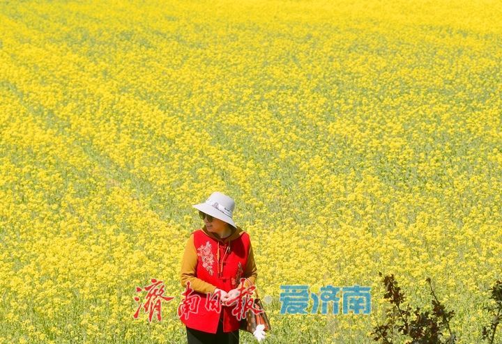 油菜花开又逢君 季春时节遍地金