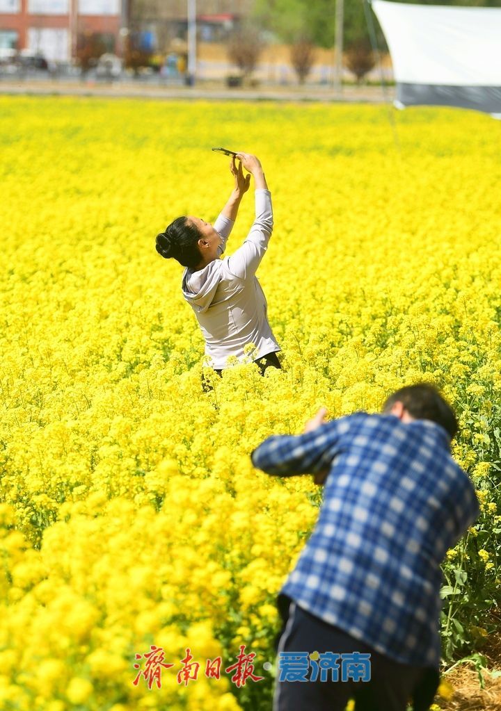 油菜花开又逢君 季春时节遍地金