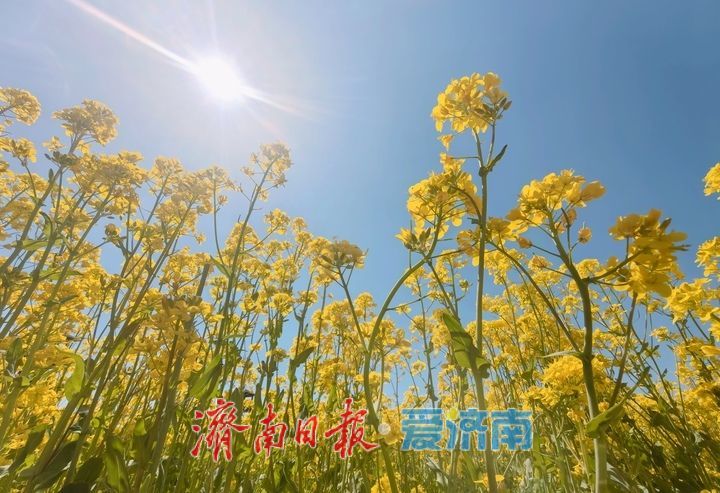 油菜花开又逢君 季春时节遍地金