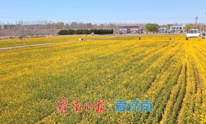 油菜花开又逢君 季春时节遍地金