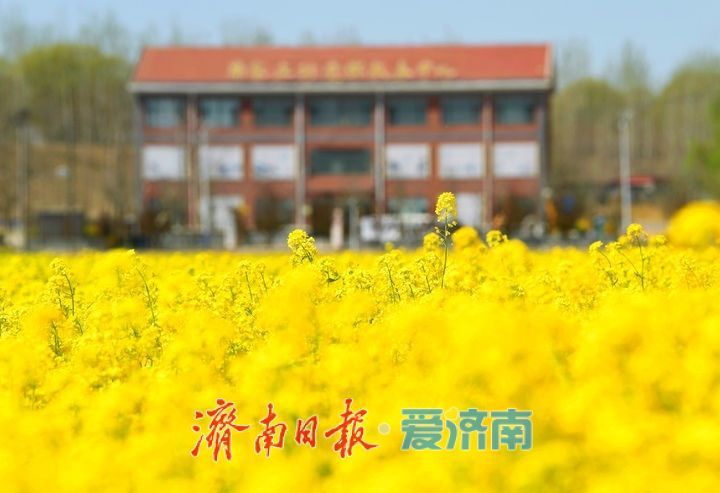 油菜花开又逢君 季春时节遍地金