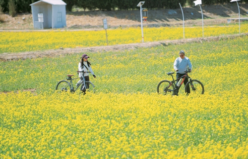 油菜花开又逢君 季春时节遍地金