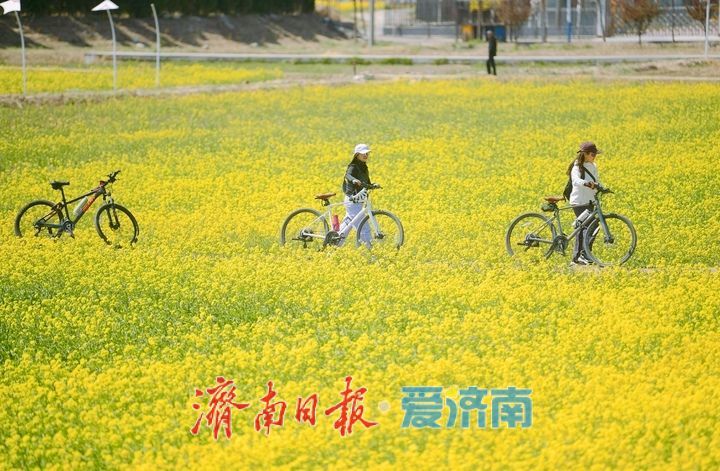 油菜花开又逢君 季春时节遍地金