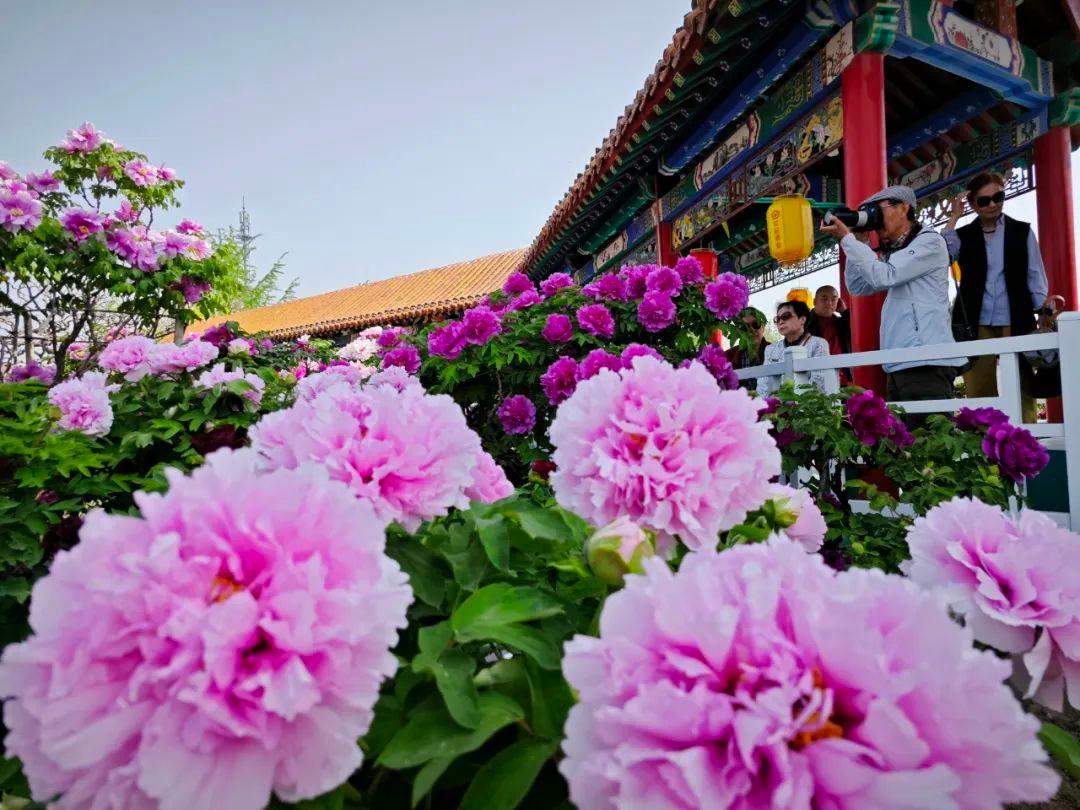百年牡丹映太空 花海人潮醉春风