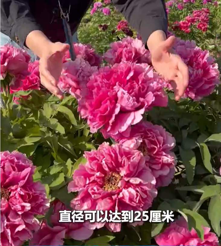 百年牡丹映太空 花海人潮醉春风