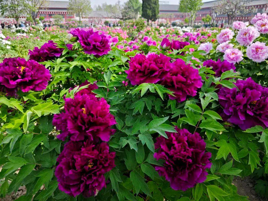 百年牡丹映太空 花海人潮醉春风