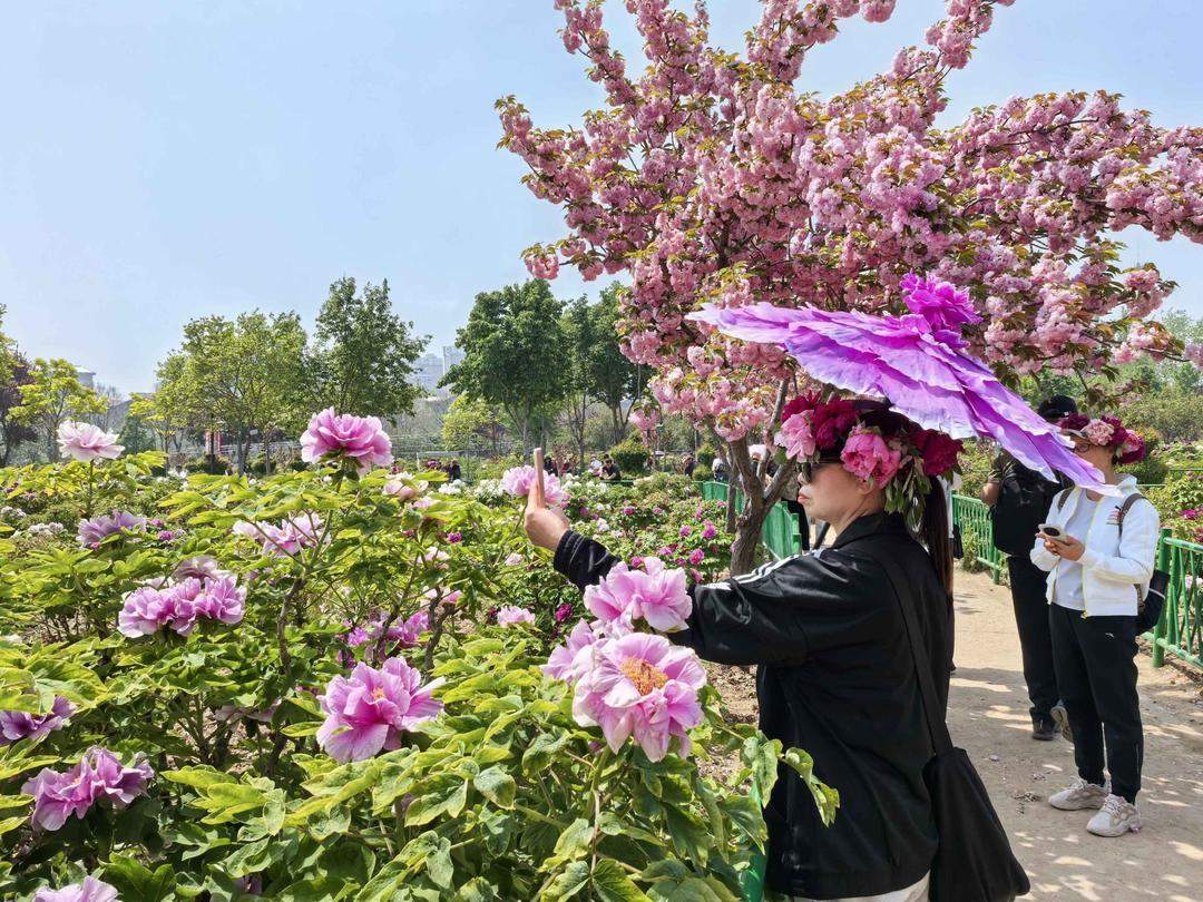 百年牡丹映太空 花海人潮醉春风
