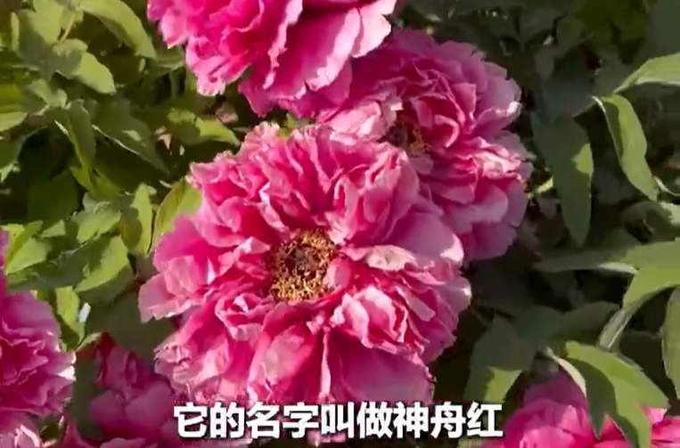 百年牡丹映太空 花海人潮醉春风