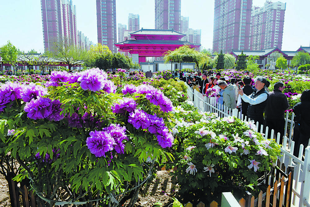 百年牡丹映太空 花海人潮醉春风