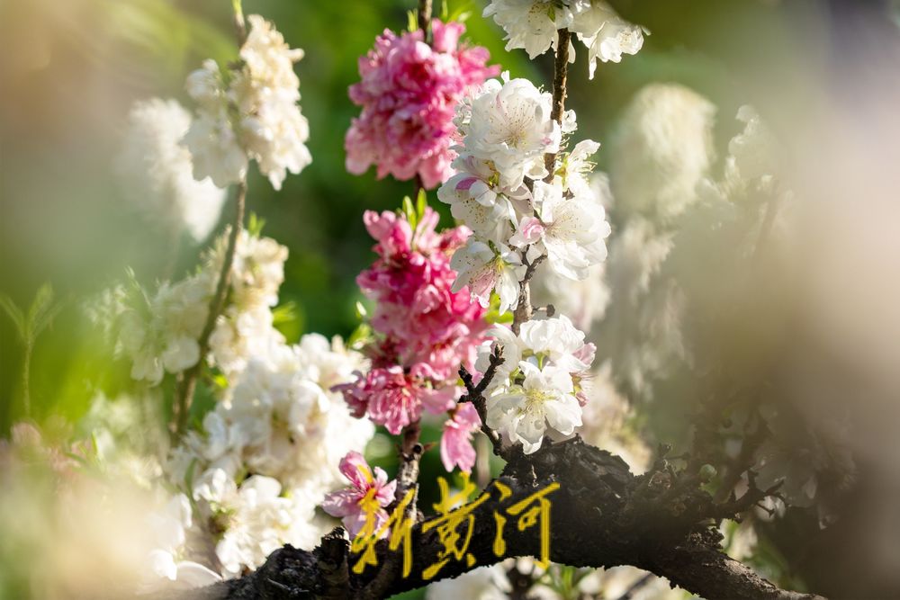 泉城百花公园碧桃花盛开，红白交织春意浓