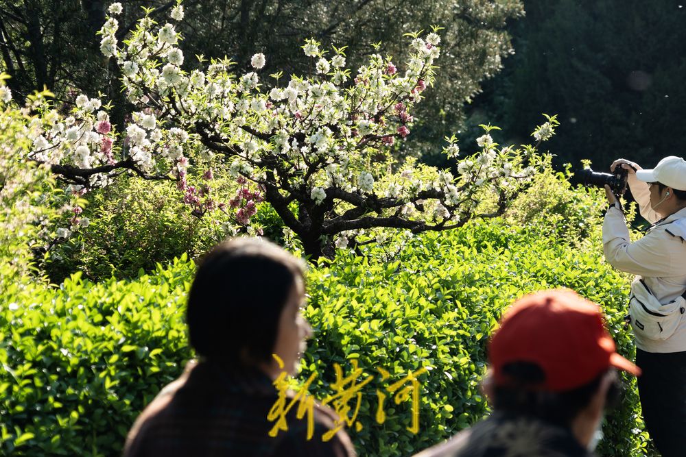 泉城百花公园碧桃花盛开，红白交织春意浓