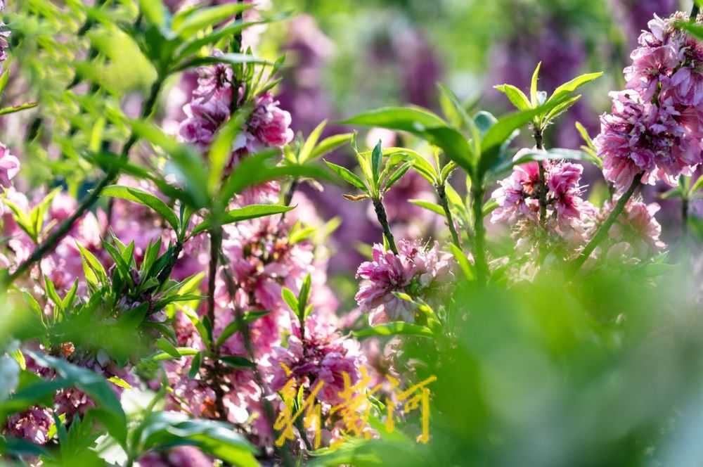 泉城百花公园碧桃花盛开，红白交织春意浓