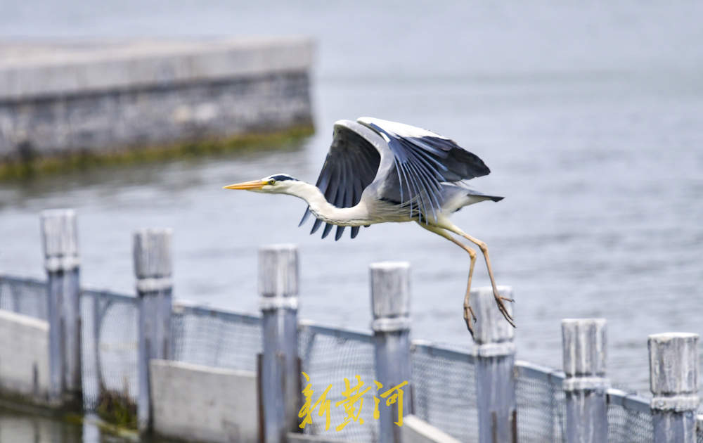 初夏野生鸟大明湖“撒欢”展翅觅食四连拍