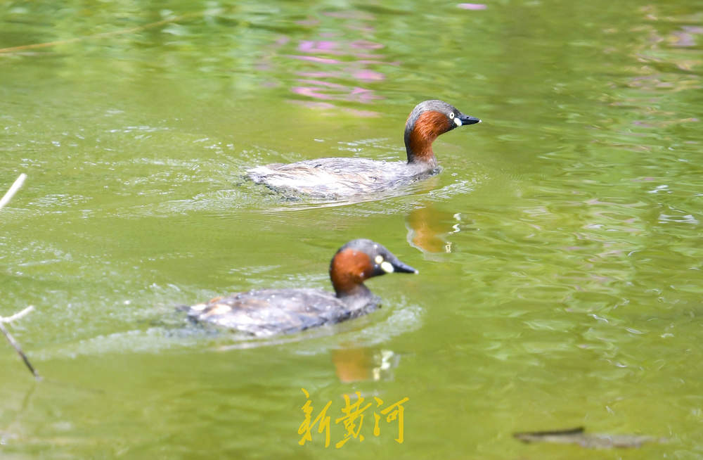 初夏野生鸟大明湖“撒欢”展翅觅食四连拍