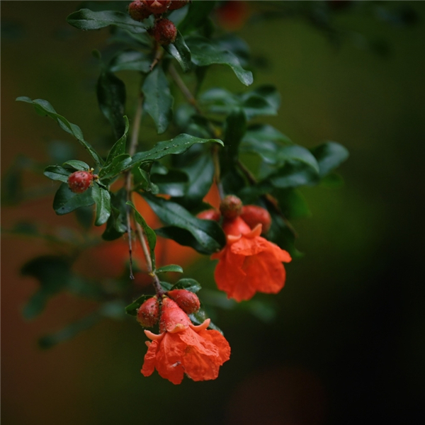 一年四季 泉在济南丨趵突泉畔石榴花开正盛,火红与古典建筑相映成趣