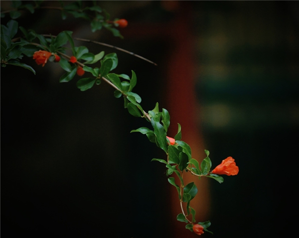 一年四季 泉在济南丨趵突泉畔石榴花开正盛,火红与古典建筑相映成趣