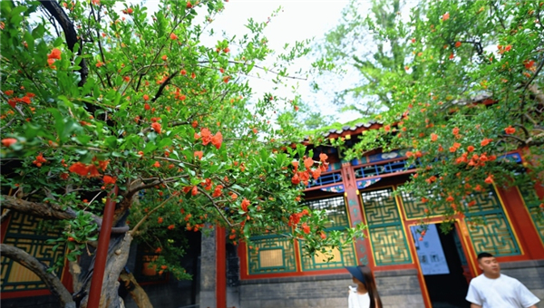 一年四季 泉在济南丨趵突泉畔石榴花开正盛,火红与古典建筑相映成趣