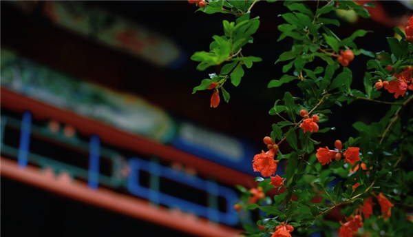 一年四季 泉在济南丨趵突泉畔石榴花开正盛,火红与古典建筑相映成趣