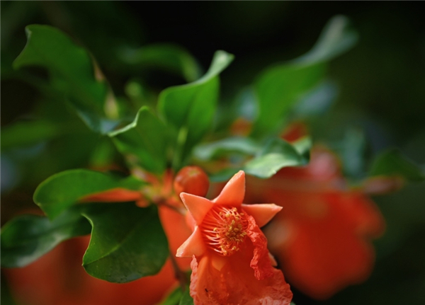 一年四季 泉在济南丨趵突泉畔石榴花开正盛,火红与古典建筑相映成趣