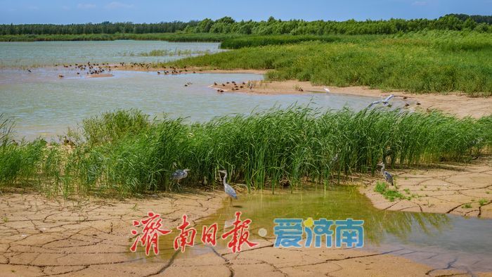 一年四季 泉在济南丨鹭鸟翩跹,玉清湖沉沙池成鹭鸟乐园