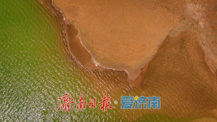 一年四季 泉在济南丨鹭鸟翩跹,玉清湖沉沙池成鹭鸟乐园
